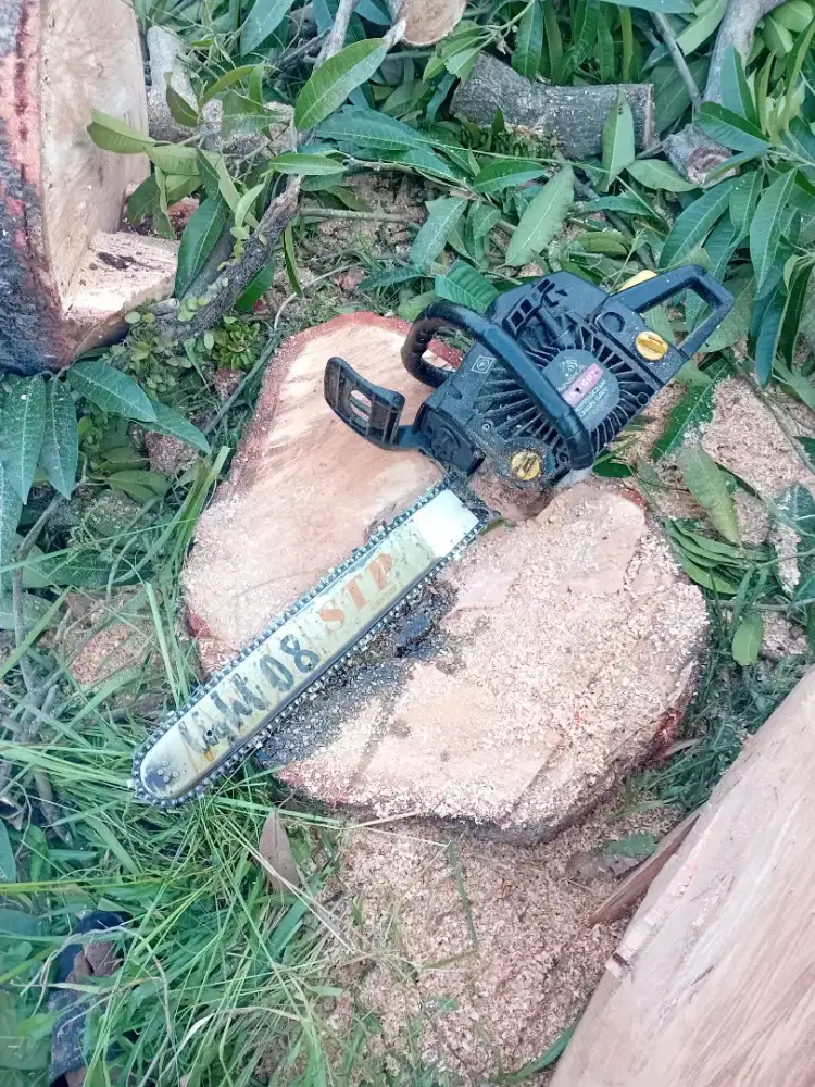 Tukang Tebang pohon senso medan