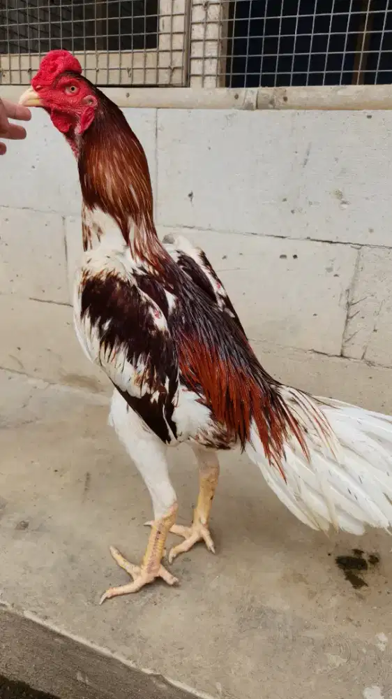 Ayam bangkok shamo bk selatan superr mewah