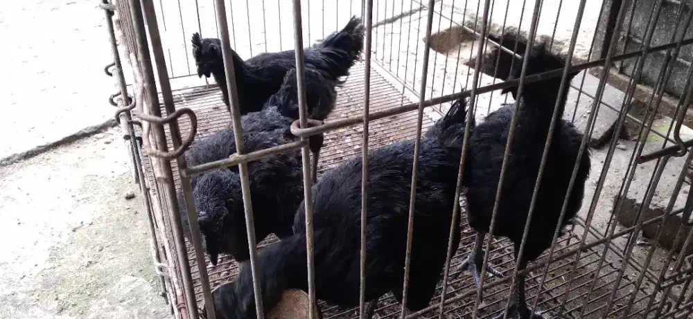 Ayam Cemani Jantan