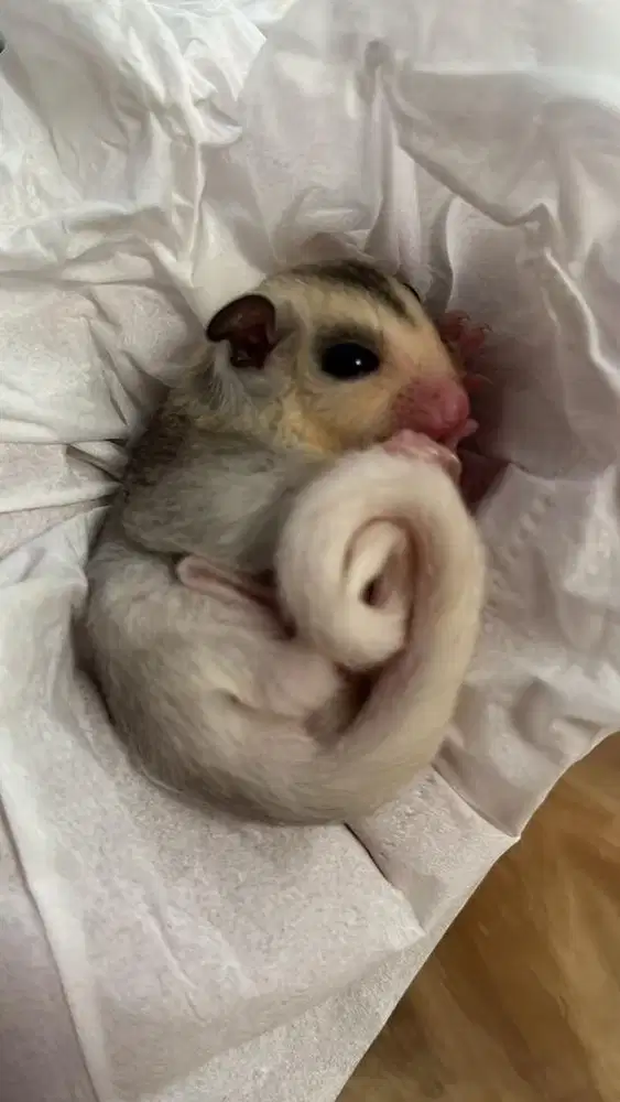 Joey Sugar Glider Marble Mosaic