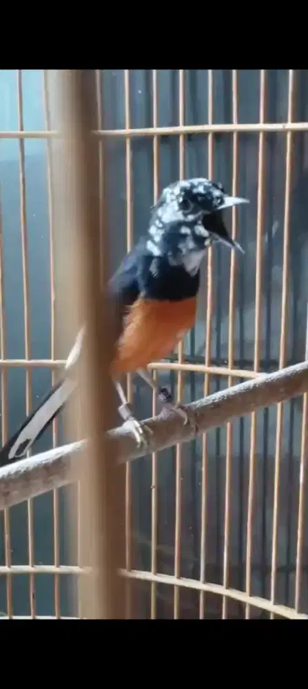 Murai jantan blorok extreme figther Gacor