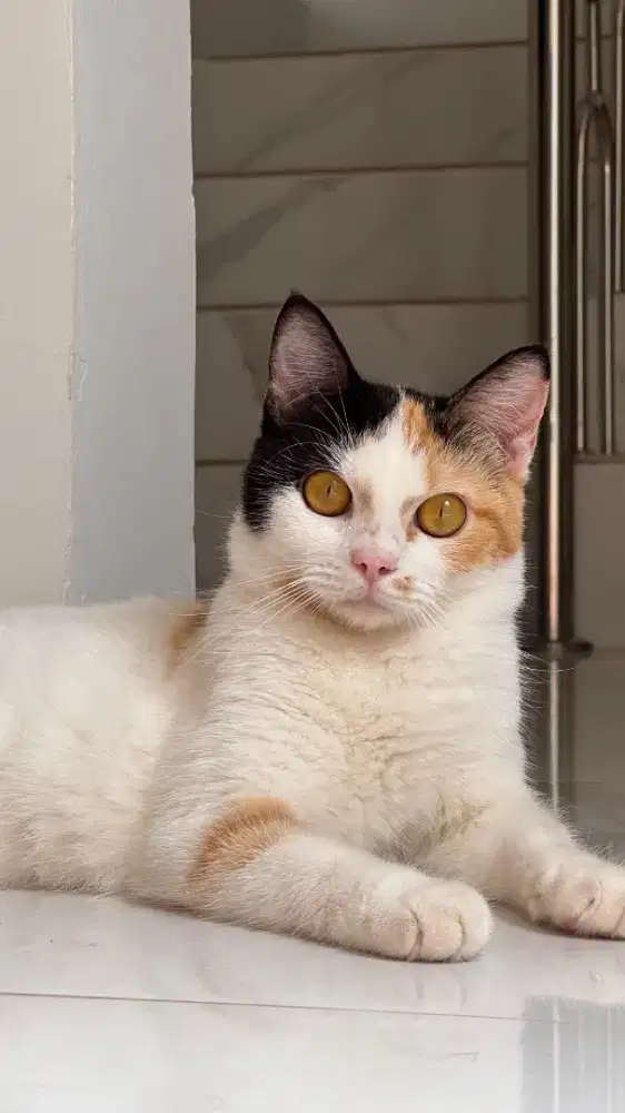 Kucing Mix BSH domestic