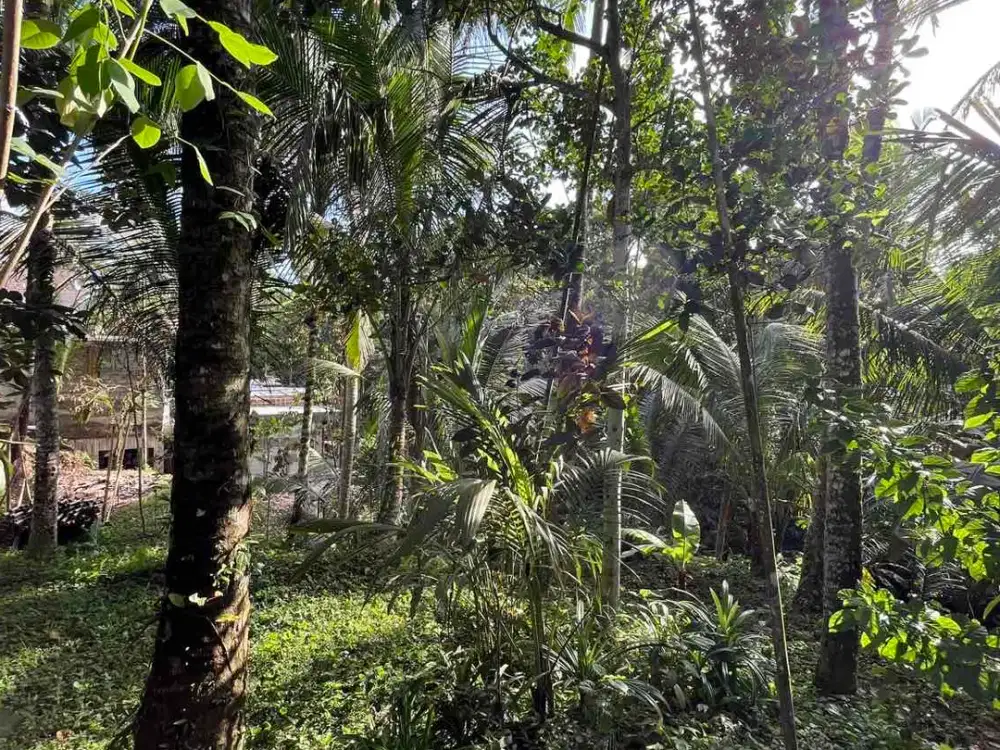 Disewakan Tanah 9 Are Petulu, Ubud