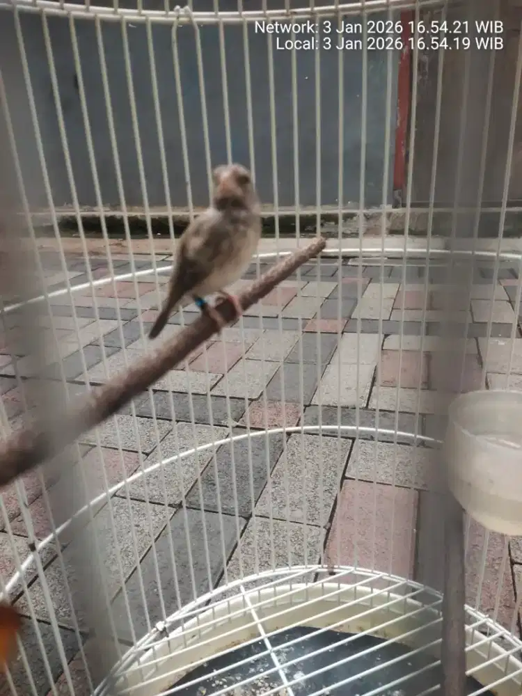 Burung sanger muda.gacor ..tinggal lanjutin rawat.