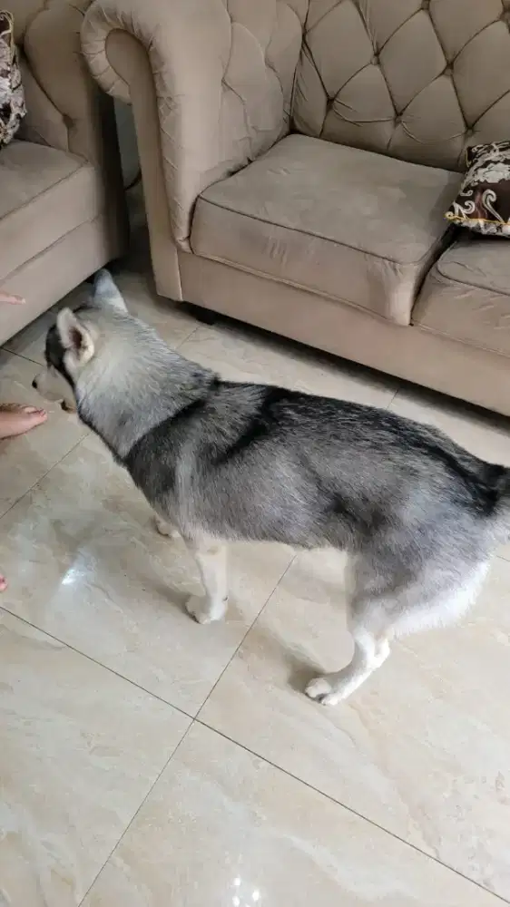 Di jual Huskie Betina