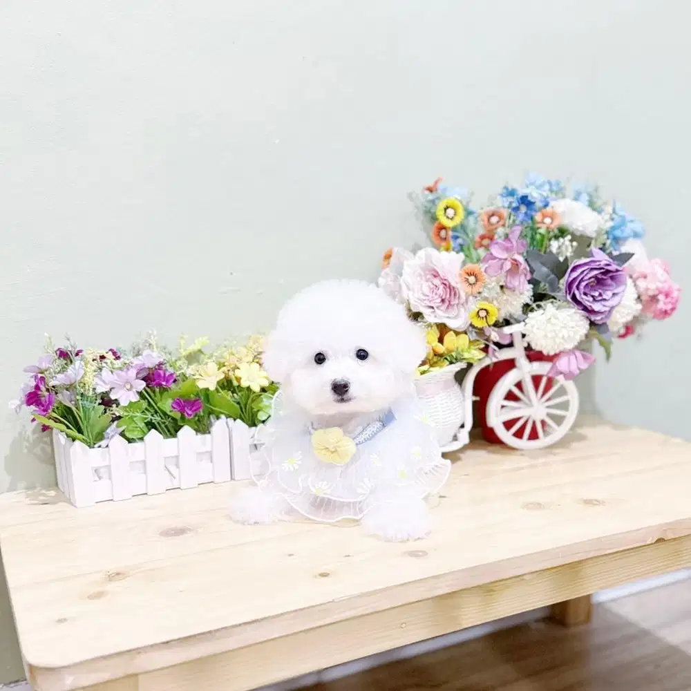 Korean mini bichon frise male super cute face bloodline import korea