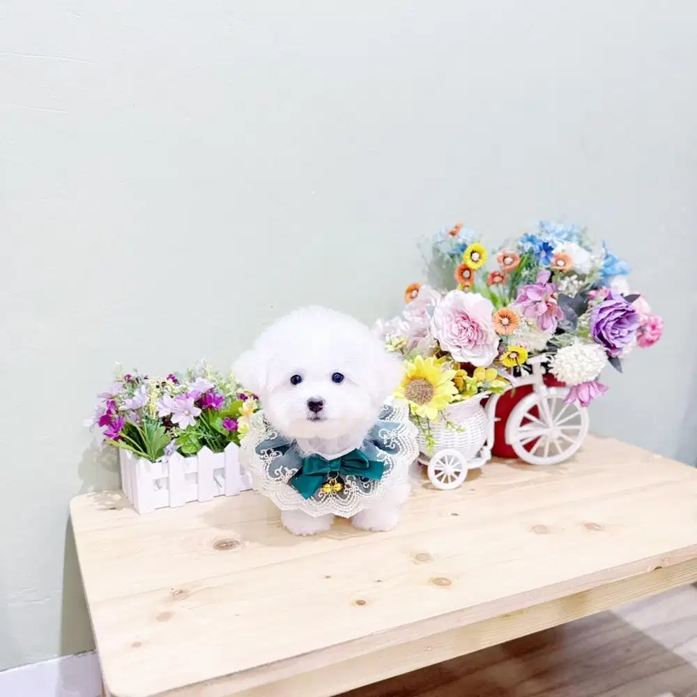 Korean mini bichon frise male super cute face bloodline import korea