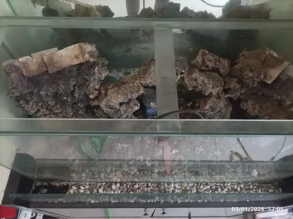 Akuarium kaca bening ikan