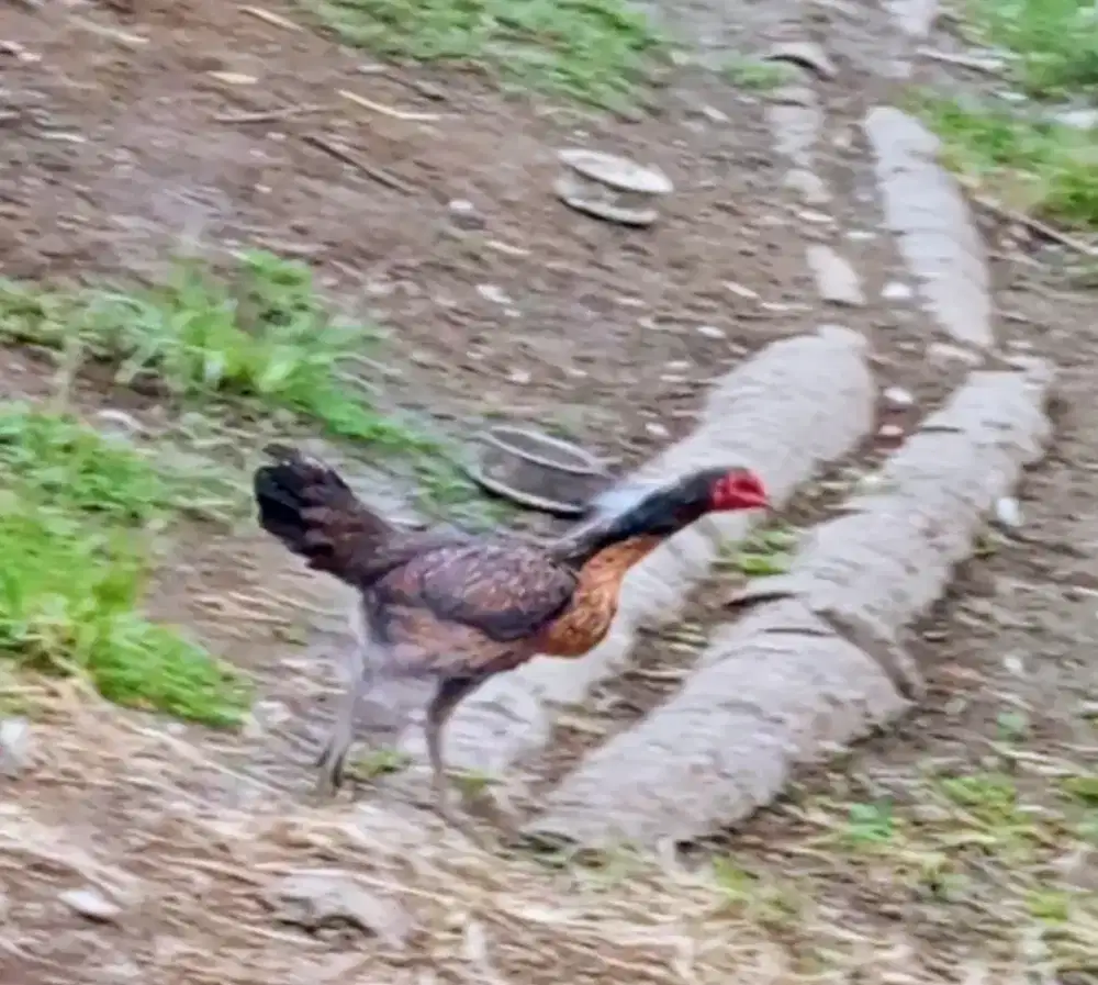 Ayam Mangon Anak Tomat jr silang Tomat jr