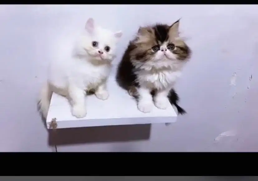 Kucing persia peaknose ganti pakan dan odd eye