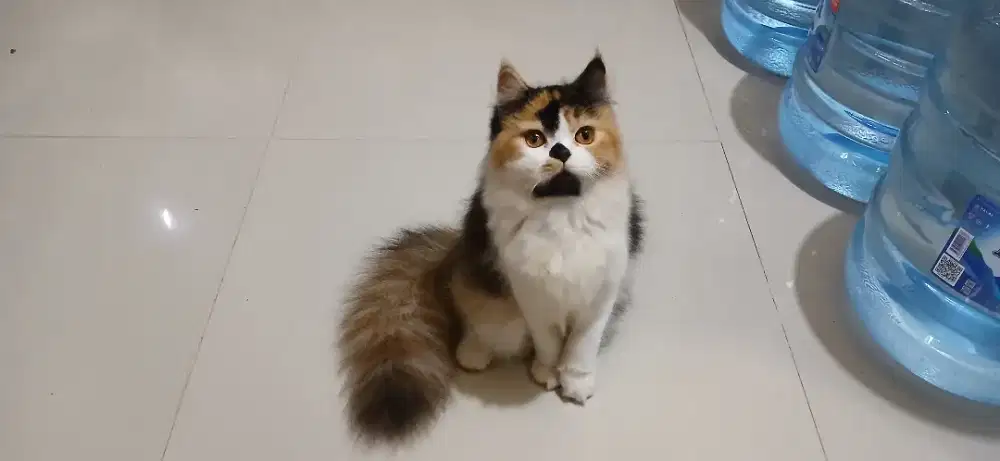 Kitten Persia Betina