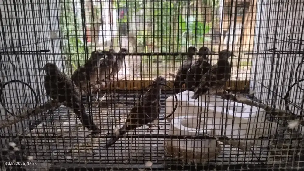 Burung perkutut bangkok