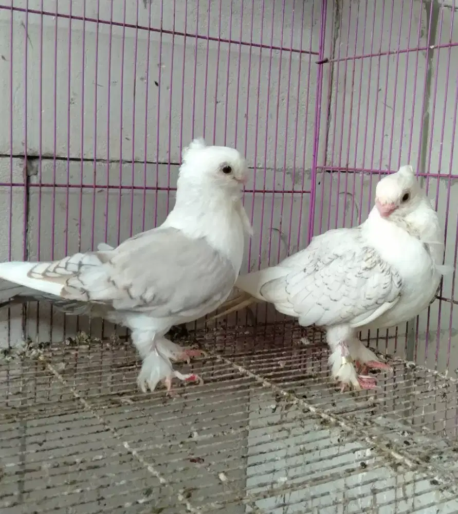 Merpati Hias Santinate COF