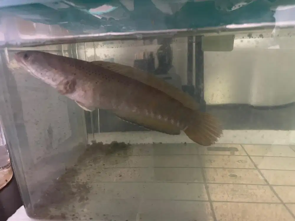 Channa Blue Pulchra -+15cm