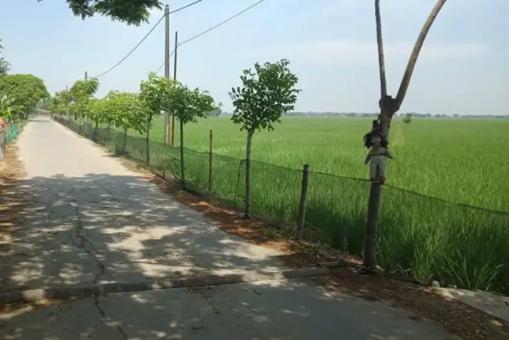 Dijual murah nih sawah