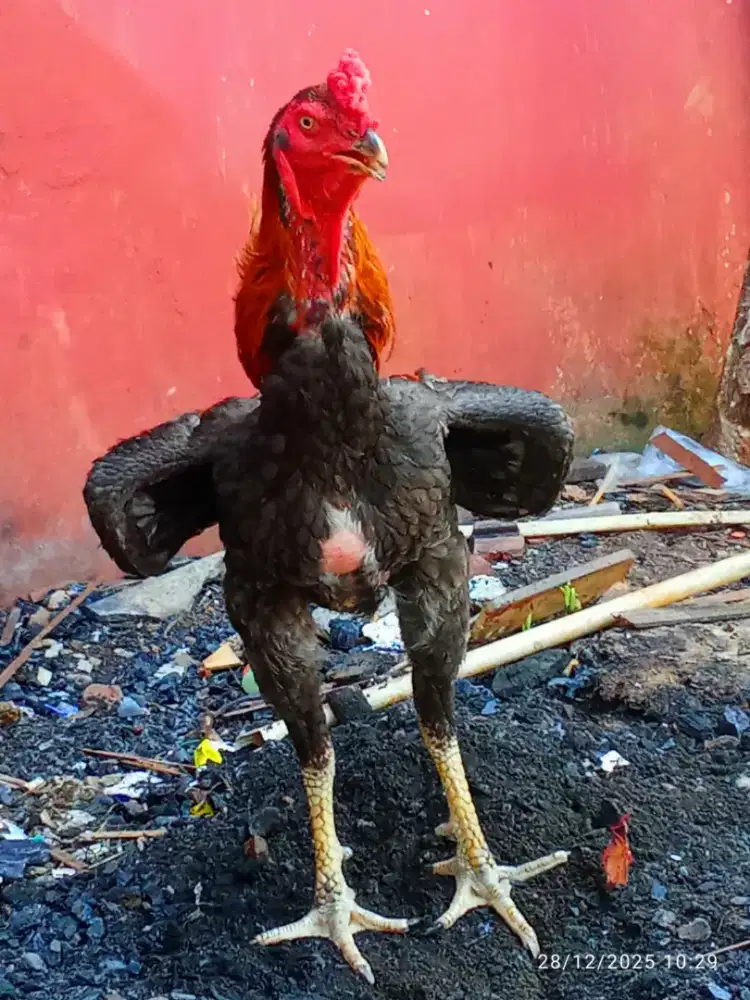 Ayam shamo eropa
