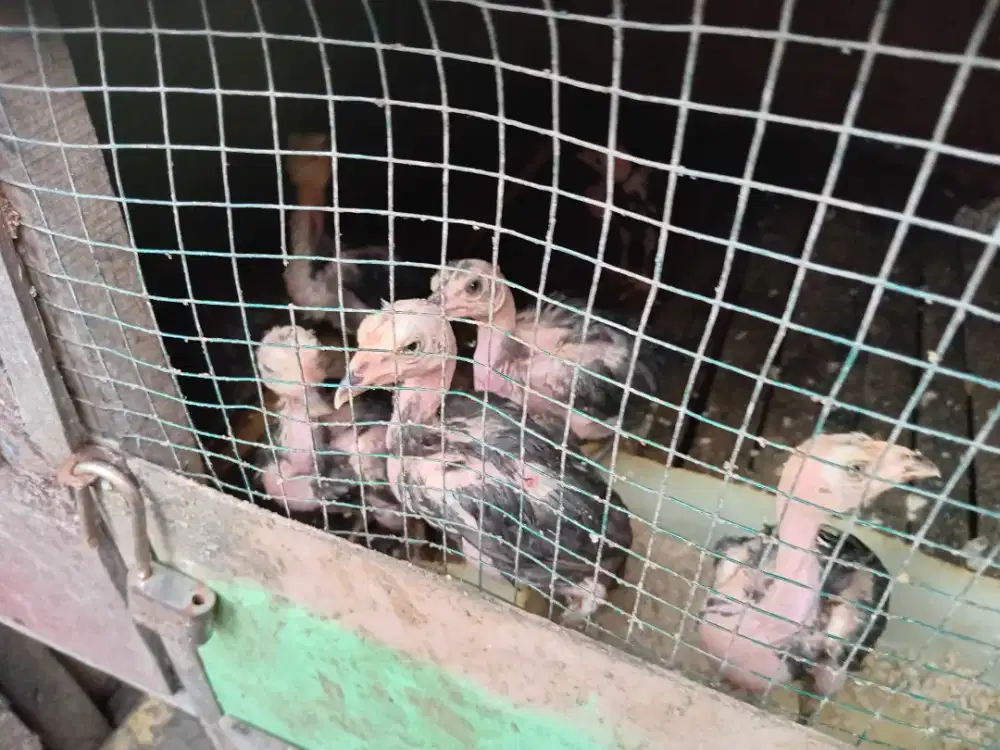 Anakan ayam Bk x Mangon