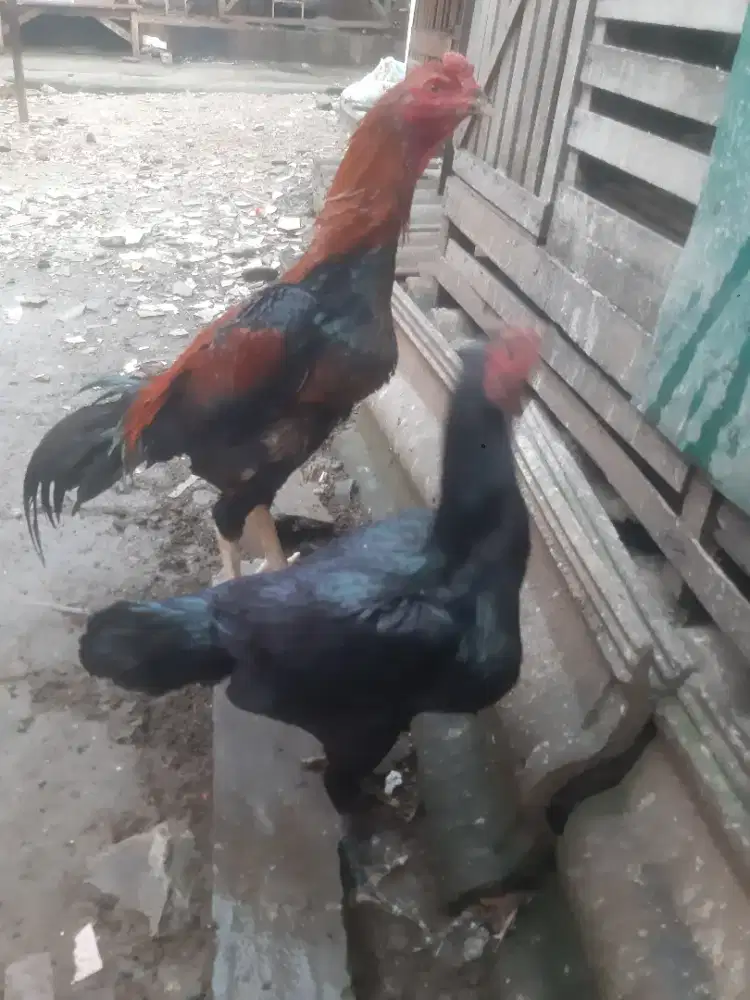 Ayam bangkok sepasang