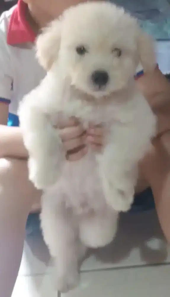 anjing puppy maltesse mix poodle