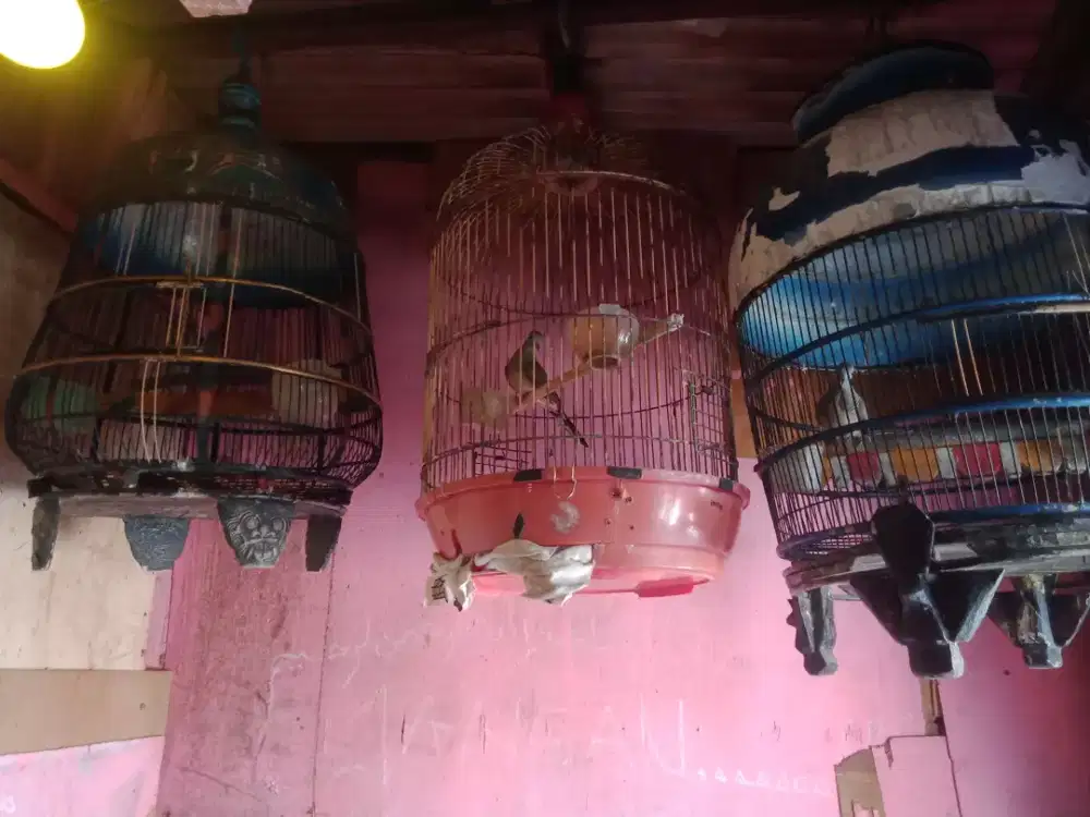 Burung perkutut lokal