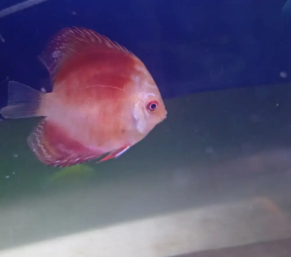 Ikan Discus red malrboro