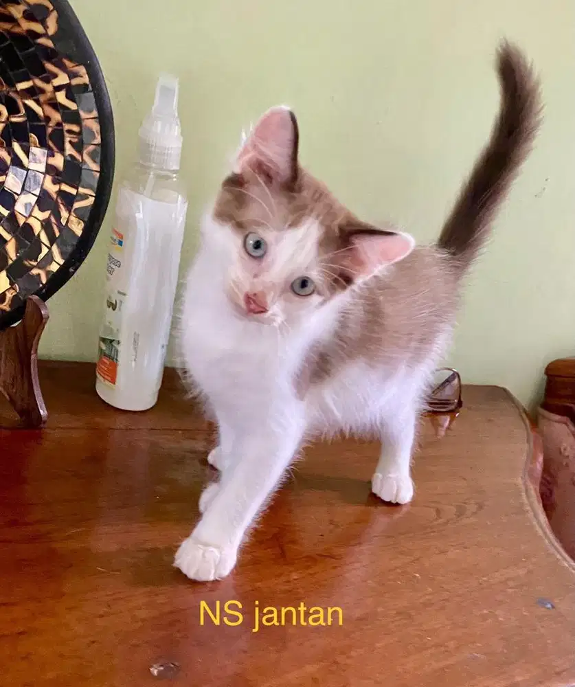 Kucing munchkin NS jantan betina