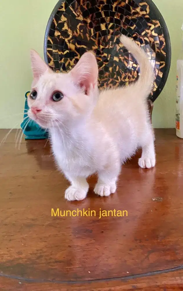 Munchkin jantan NS jantan betina