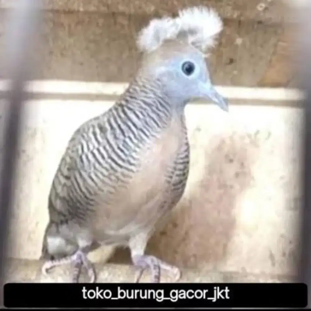Burung perkutut songgo ratu