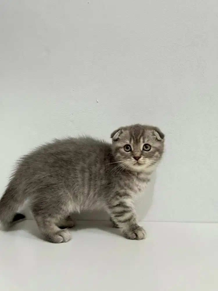 Kucing kitten Scottish Fold
