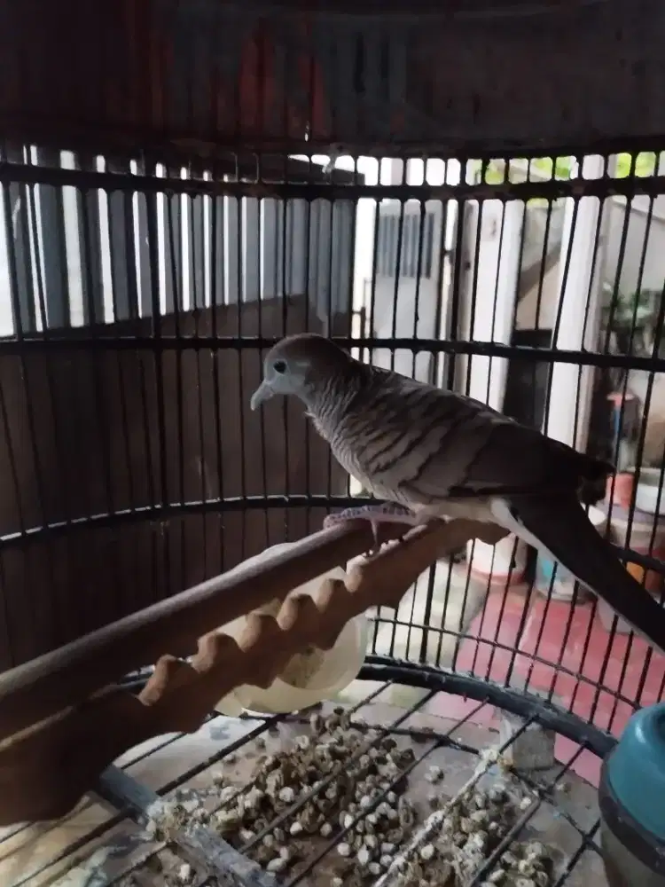 Perkutut lokal alam full set.