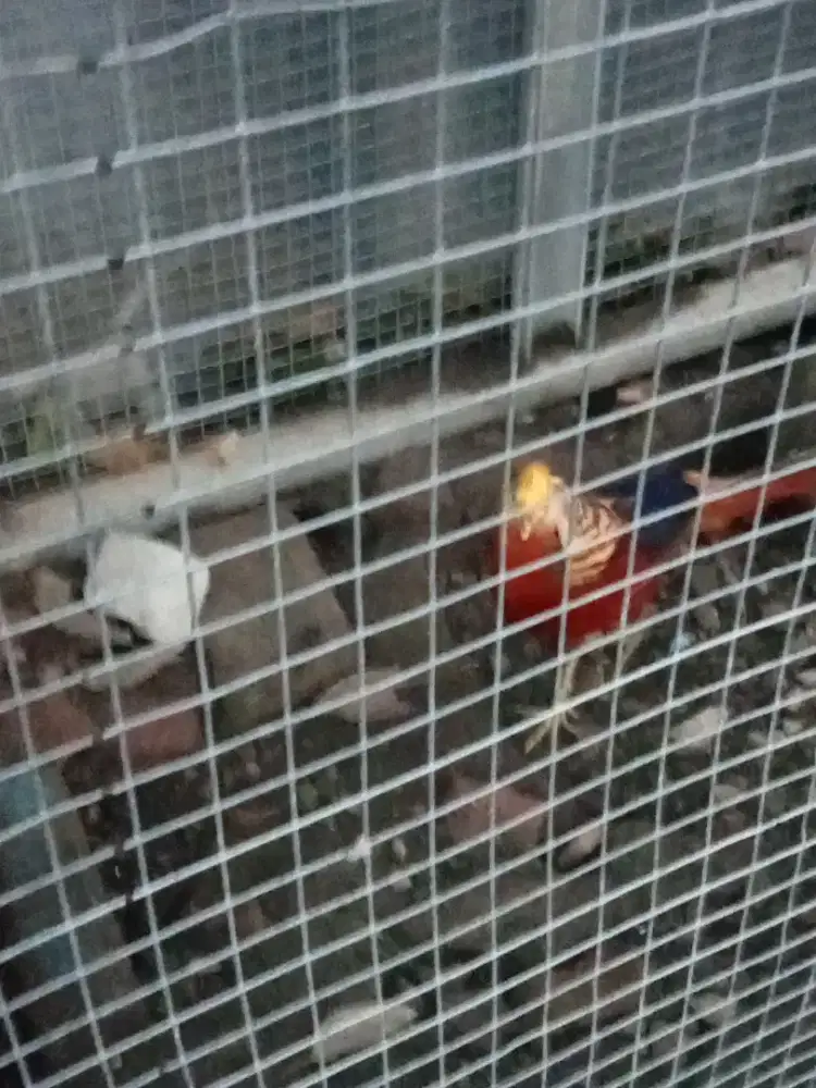 Ayam hias golden pheaset