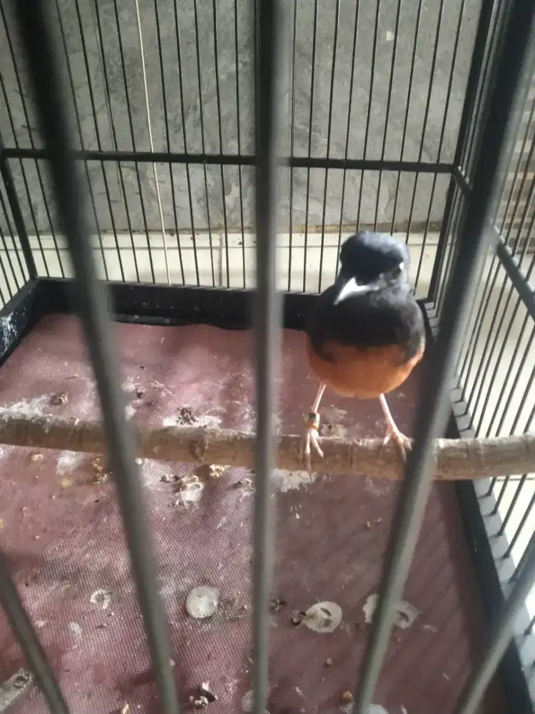 Pastol murai jaminan jantan ngeplong