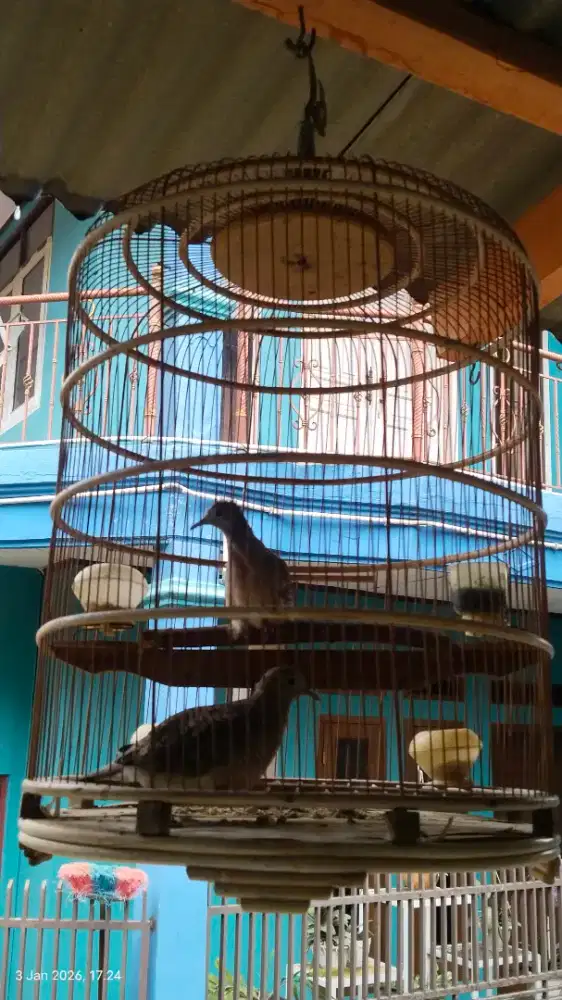 Burung perkutut bangkok