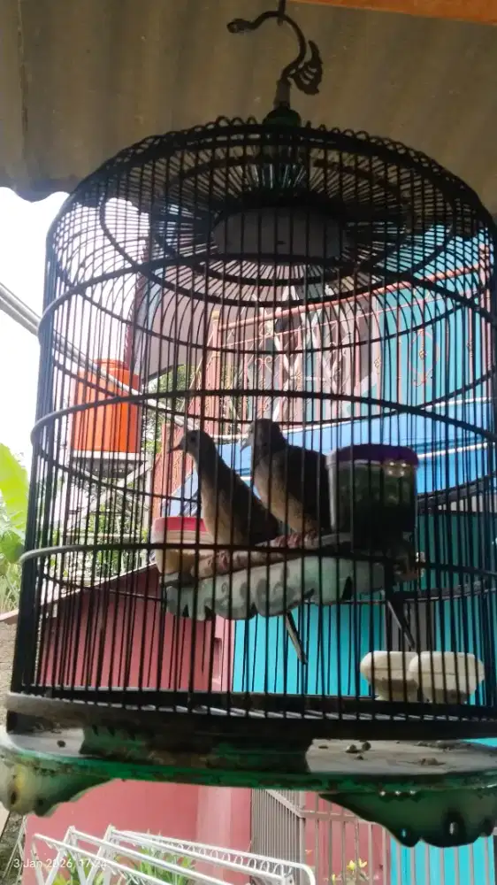 Burung perkutut bangkok