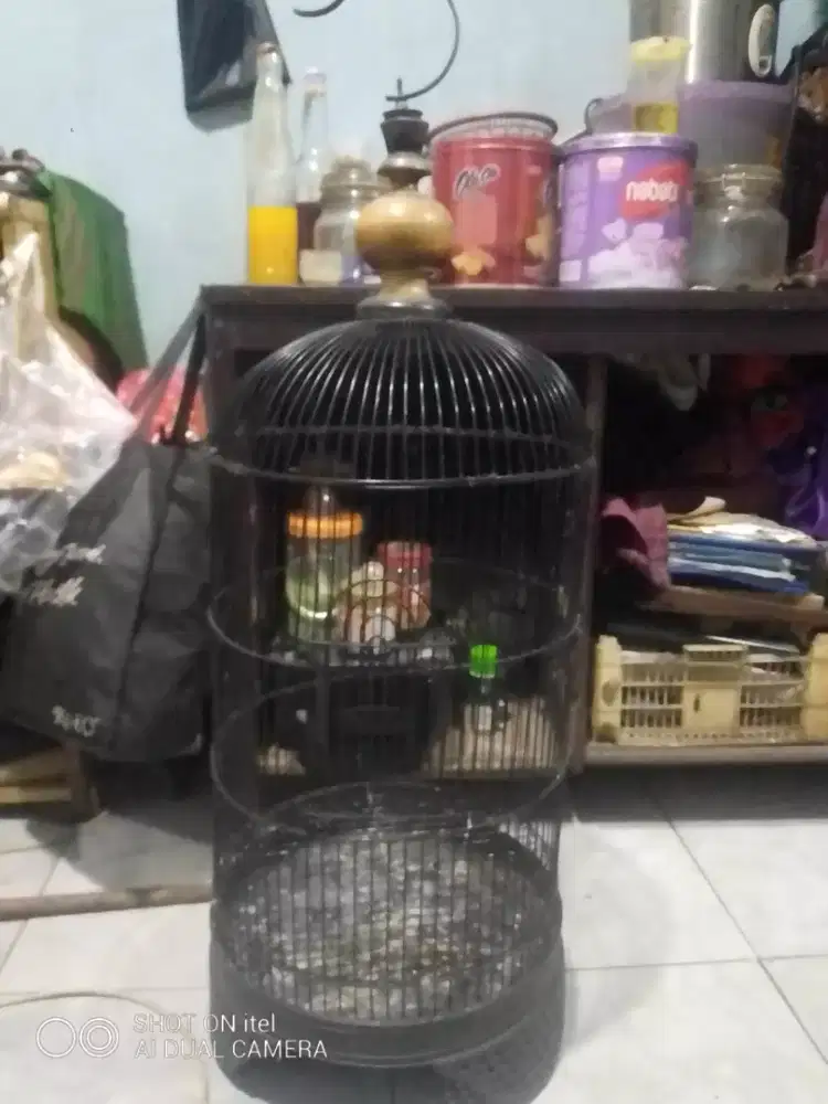 Kandang lb merk PANDA di BSD