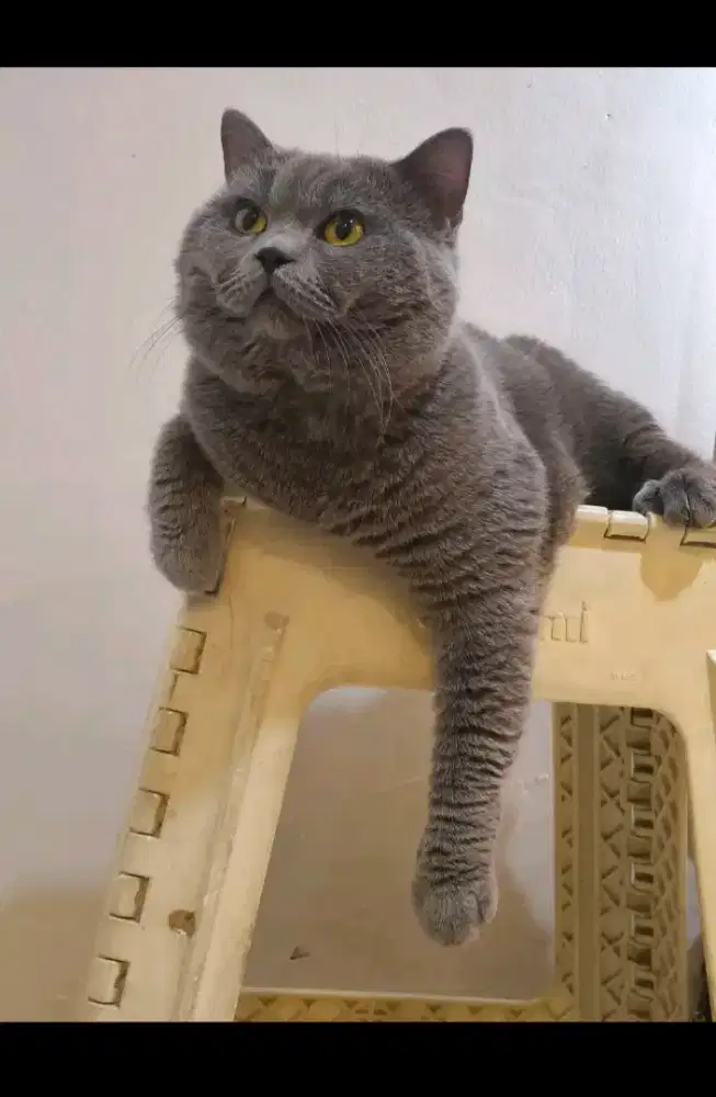 Pacak BSH Blue Solid Wajah Bulat Karakter bagus