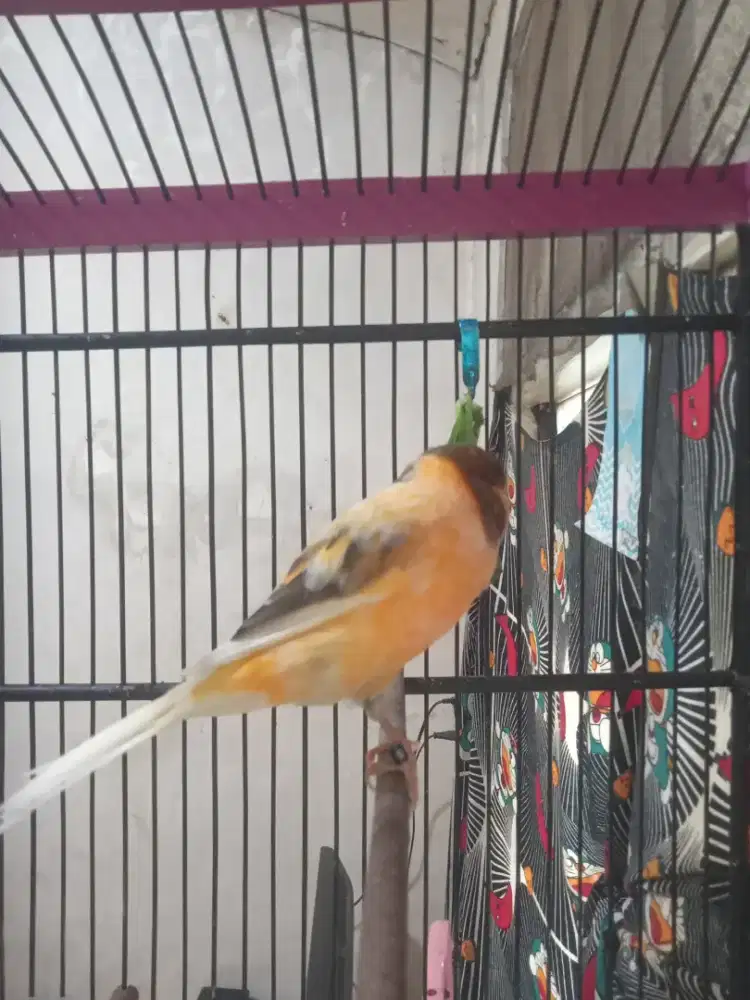 Kenari Ys foi 25 (380F) Modena gacor dor