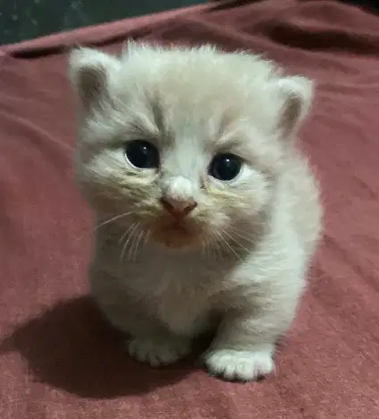 Kucing Munchkin