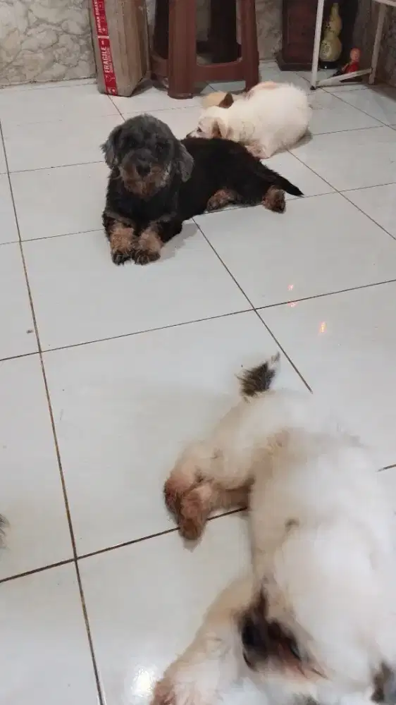 Mix poodle stzu betina