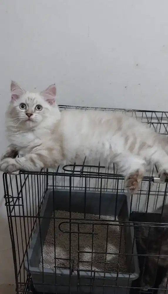 Kucing mainecoon mix himalaya ivory marble jantan