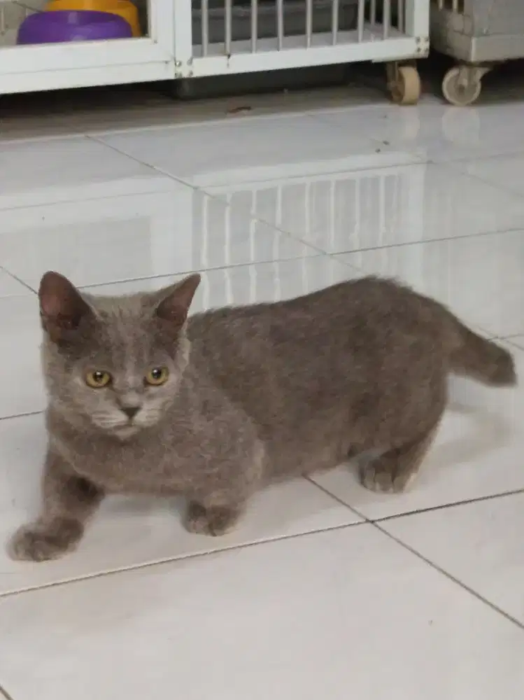 Munchkin kitten jantan