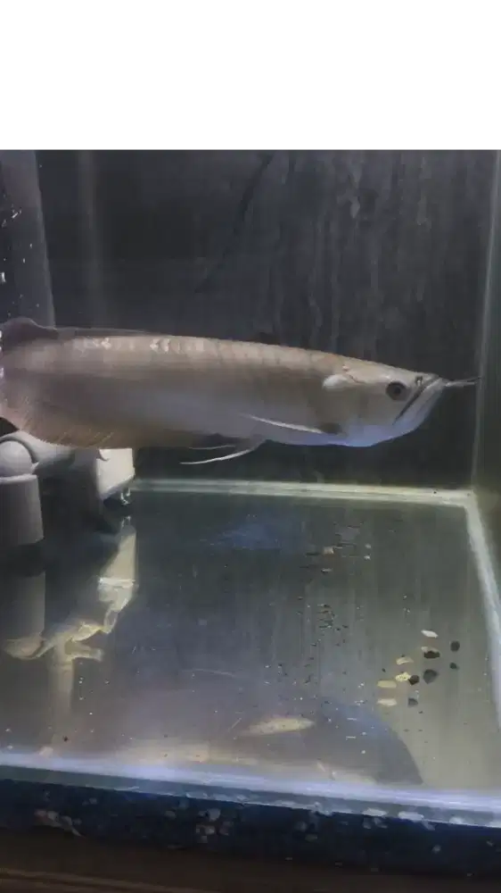 Ikan Arwana Silver Red