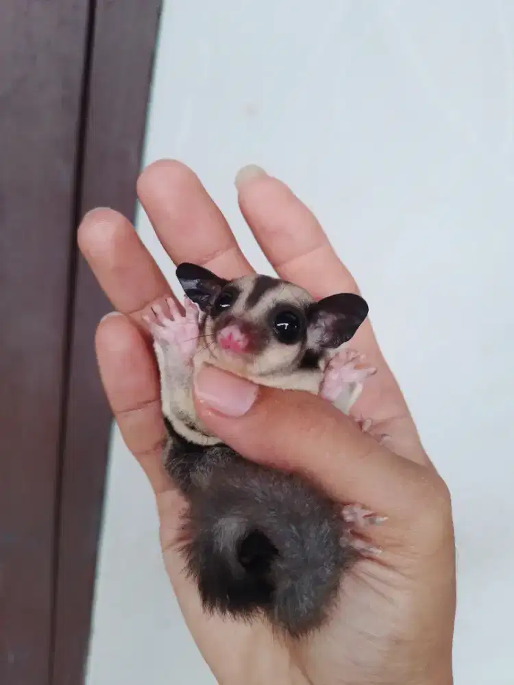 Sugar Glider Joey