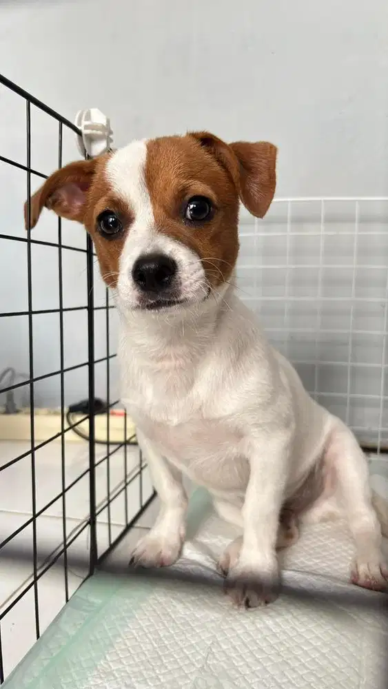 Open Adopt Chihuahua Mix Jack Russel