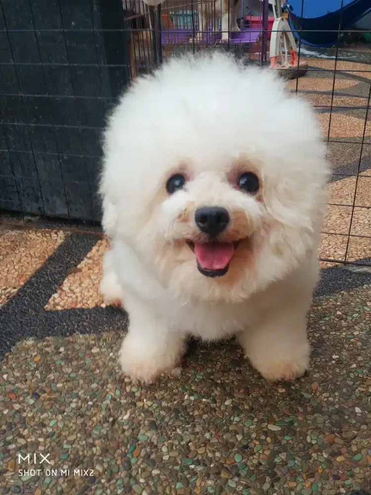 Jual Indukan Mini Bichon frise