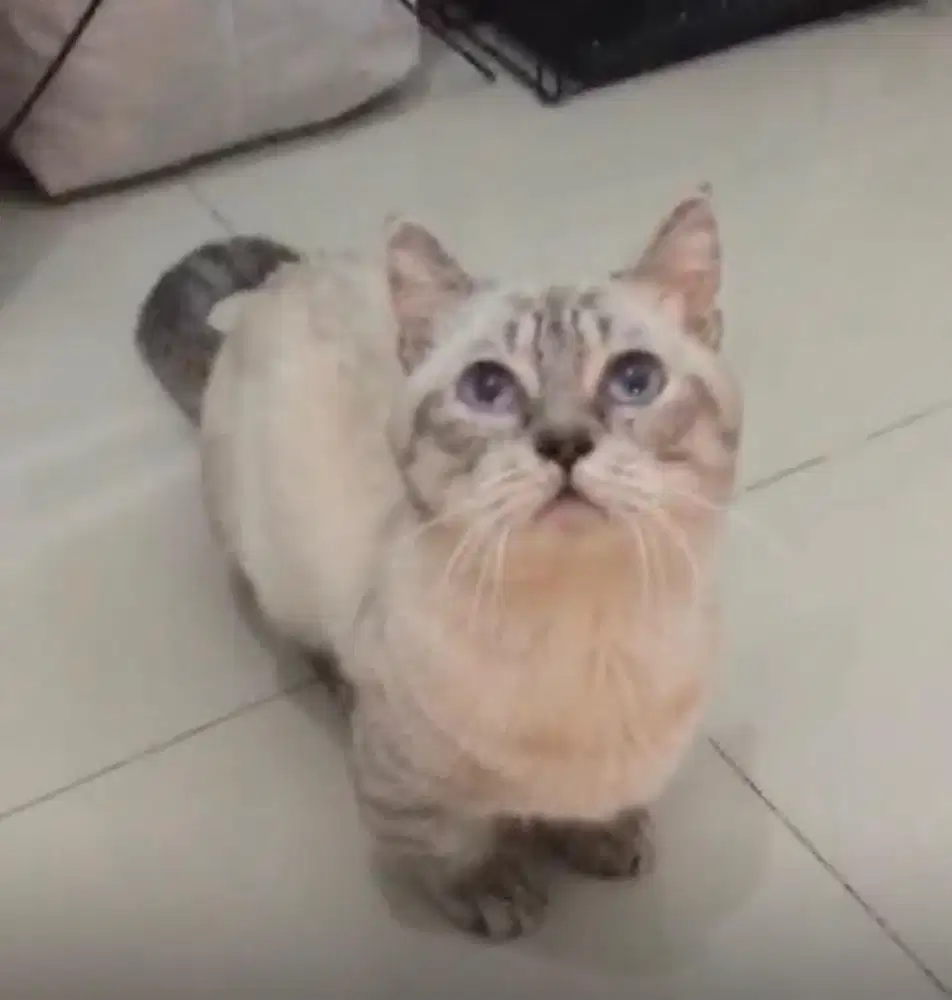 Kucing munchkin bsh british shorrhair