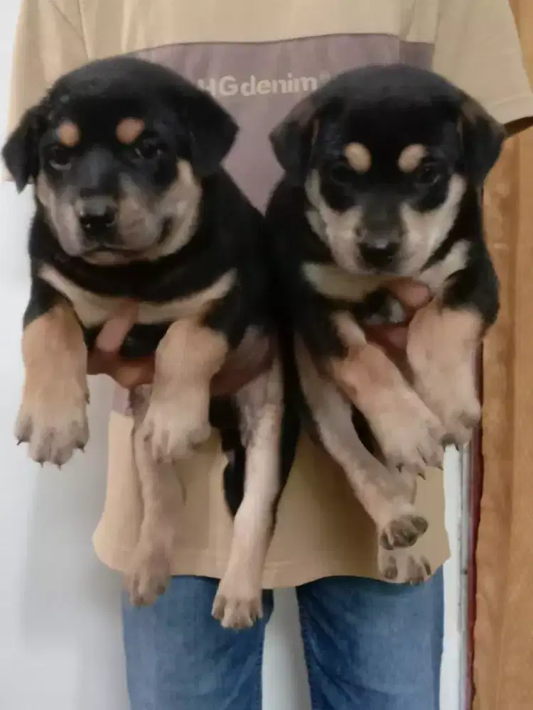 Rotermen sepasang jantan dan betina