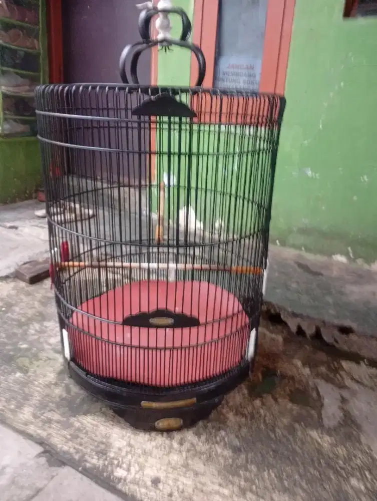 Sangkar Murray nmr 2