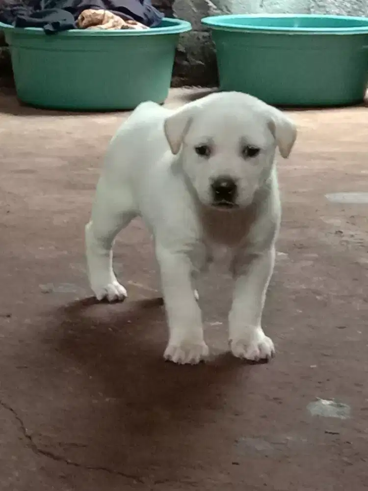 Ready jantan dan betina