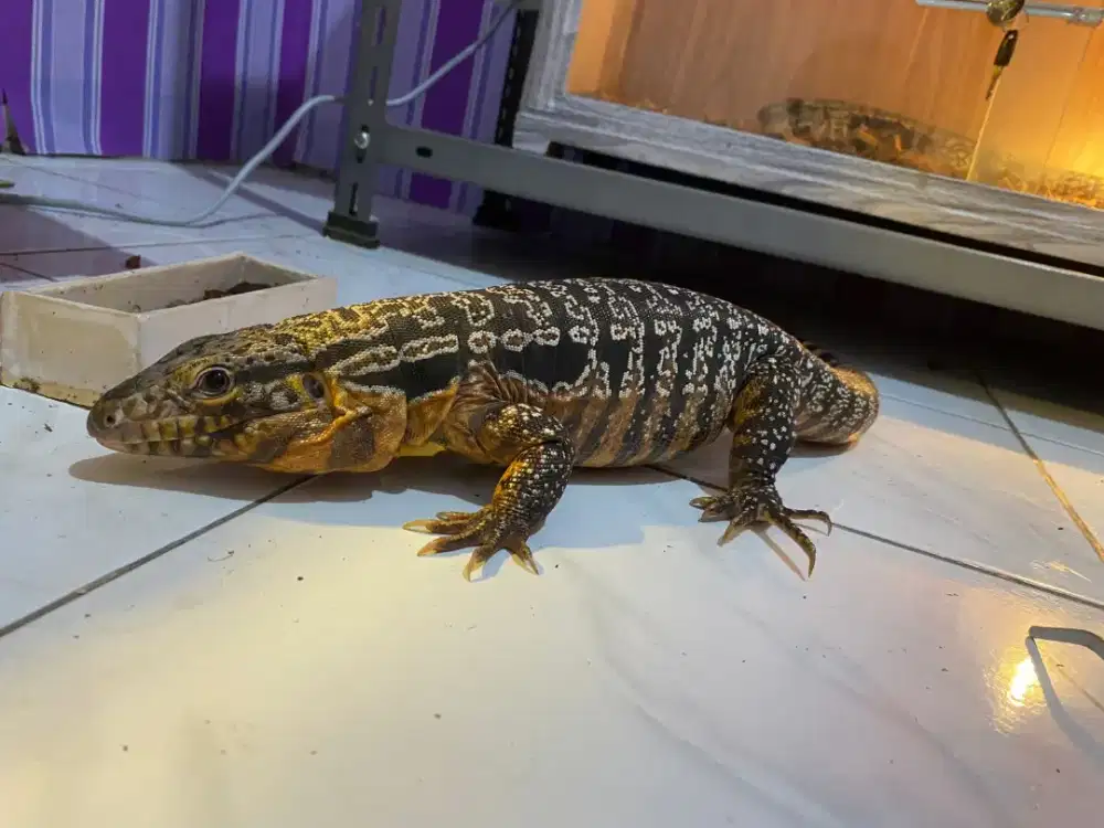 Chacoan Regu Tegu Argentine